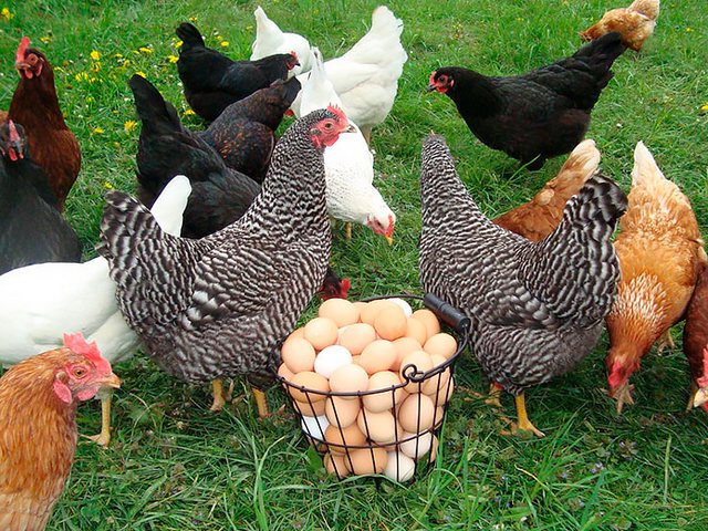 Содержание кур и уход за ними | ЗооТом - продажа, вязка и услуги для животных в Курчатове