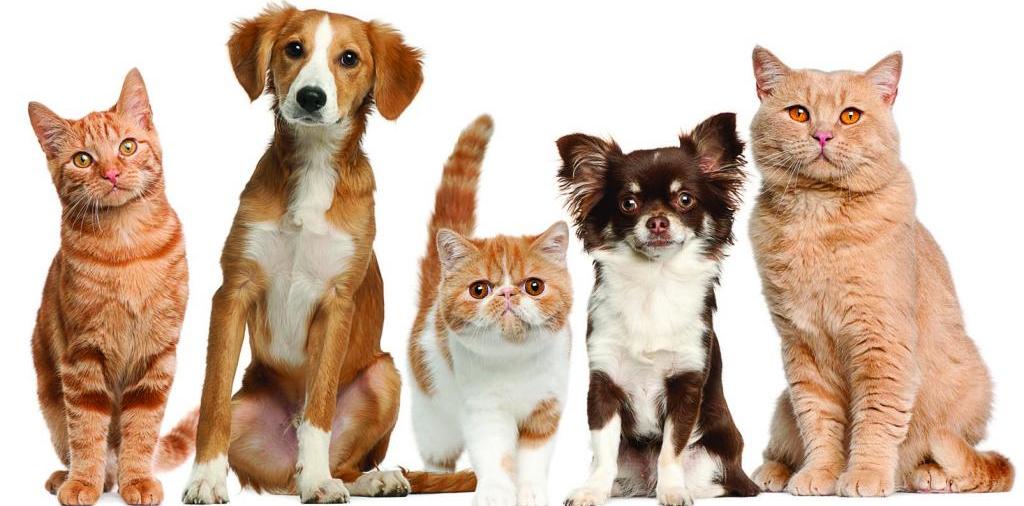 Доска объявлений о животных | ЗооТом - продажа, вязка и услуги для животных в Курчатове