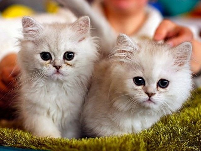 Породы кошек в Курчатове | ЗооТом портал о животных
