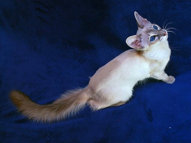 Выведенные породы кошек в Курчатове | ЗооТом портал о животных
