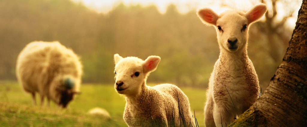 Объявления о сельскохозяйственных животных | ЗооТом - продажа, вязка и услуги для животных в Курчатове